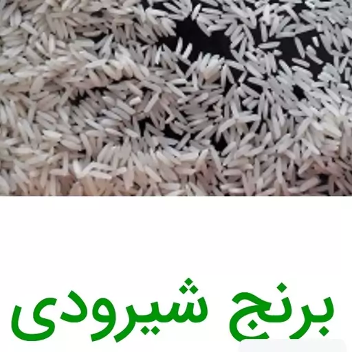 برنج شیرودی