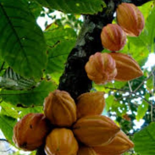 ماچا کاکائو 40 گرمی بری نو ویژگی‌های کاکائو مانند قهوه است کاکائو به دلیل داشتن آنتی‌اکسیدان ویژگی دشمنی سرطان دارد
