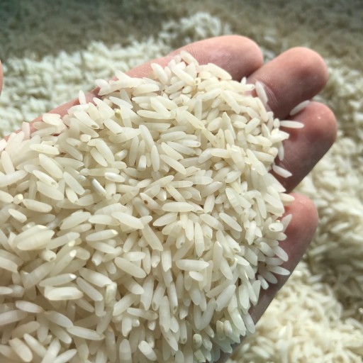 برنج کشت دوم شمال (10کیلوگرم)