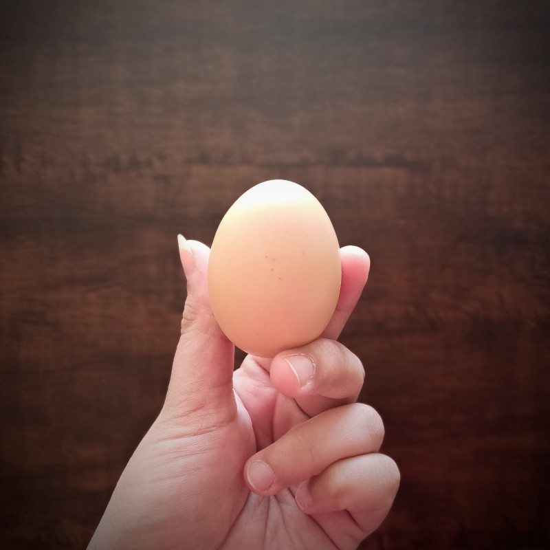 تخم مرغ محلی و رسمی برتر