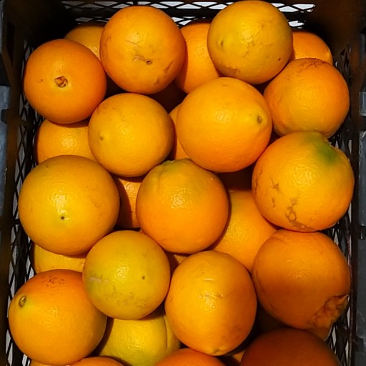 پرتقال تامسون شمال پنج کیلویی بارفروش