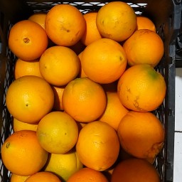 پرتقال تامسون شمال ده کیلویی بارفروش