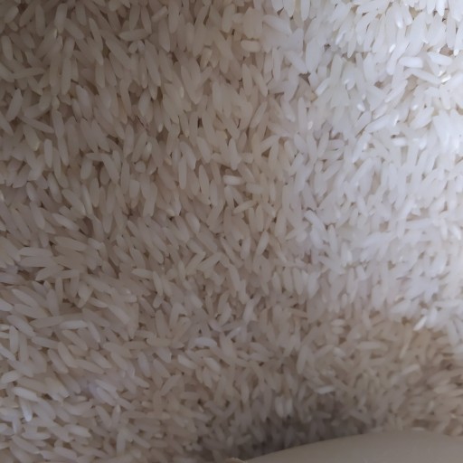 برنج طارم هاشمی درجه یک استخوانی