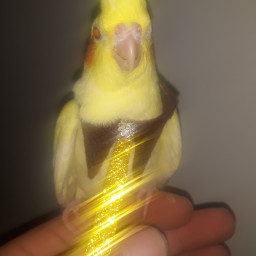 لباس عروس هلندی