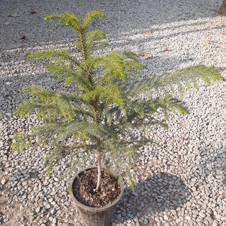 گیاه طبیعی کاج مطبق یک متری ارسال با باربری به سراسر کشور 