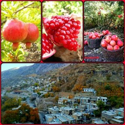 رب انار ارگانیک