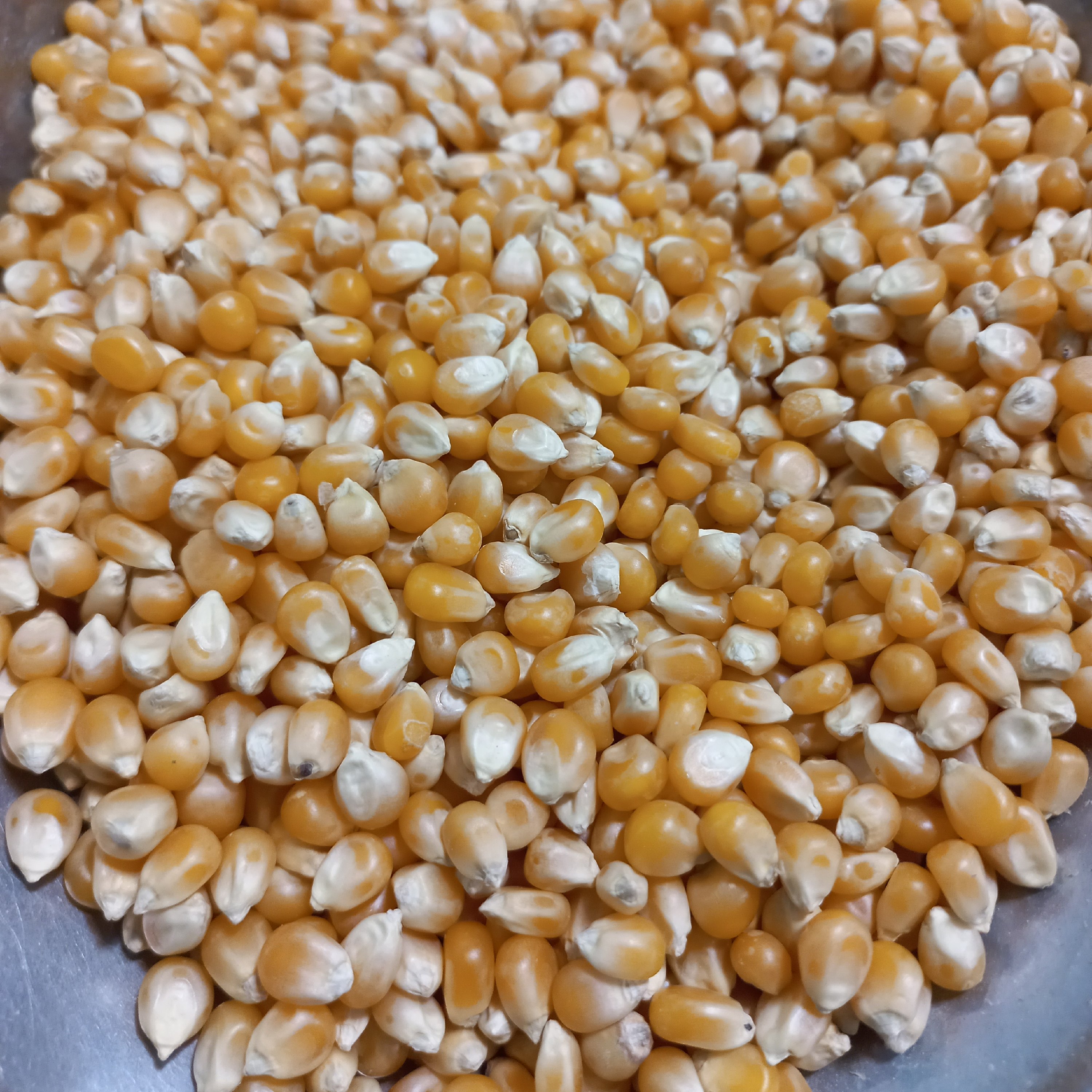 ذرت مخصوص پاپ کرن درجه یک(300گرمی)
