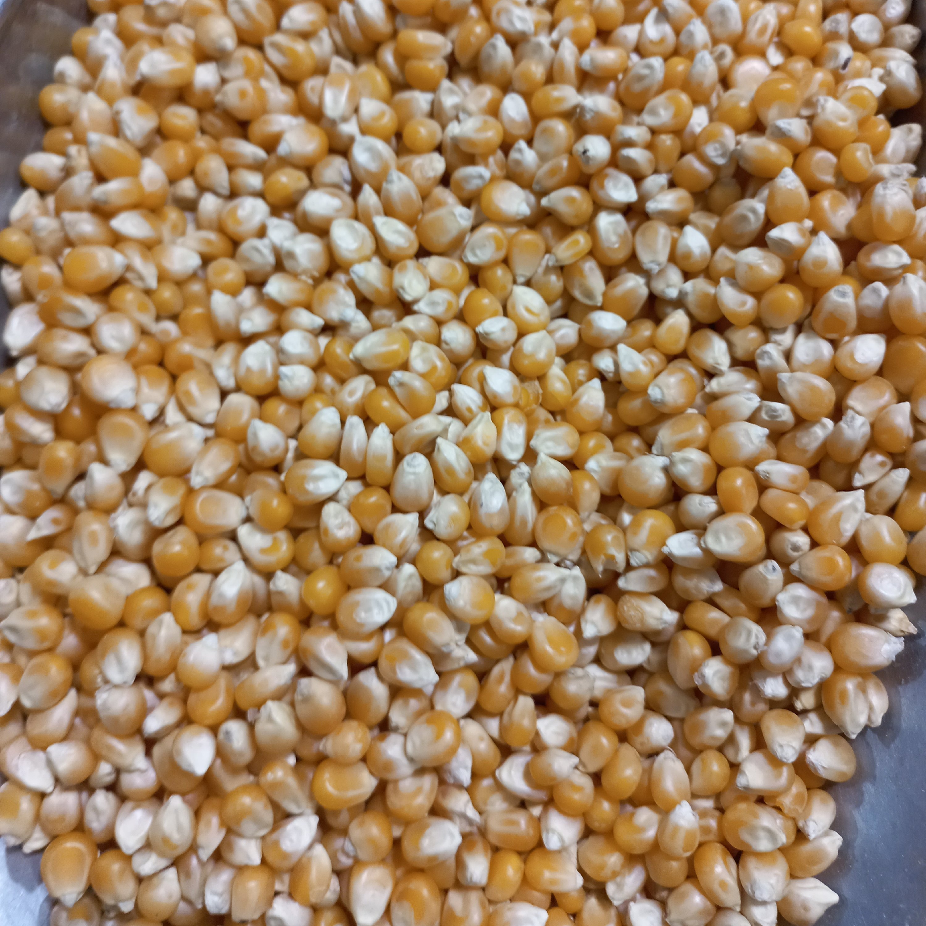 ذرت مخصوص پاپ کرن درجه یک(300گرمی)