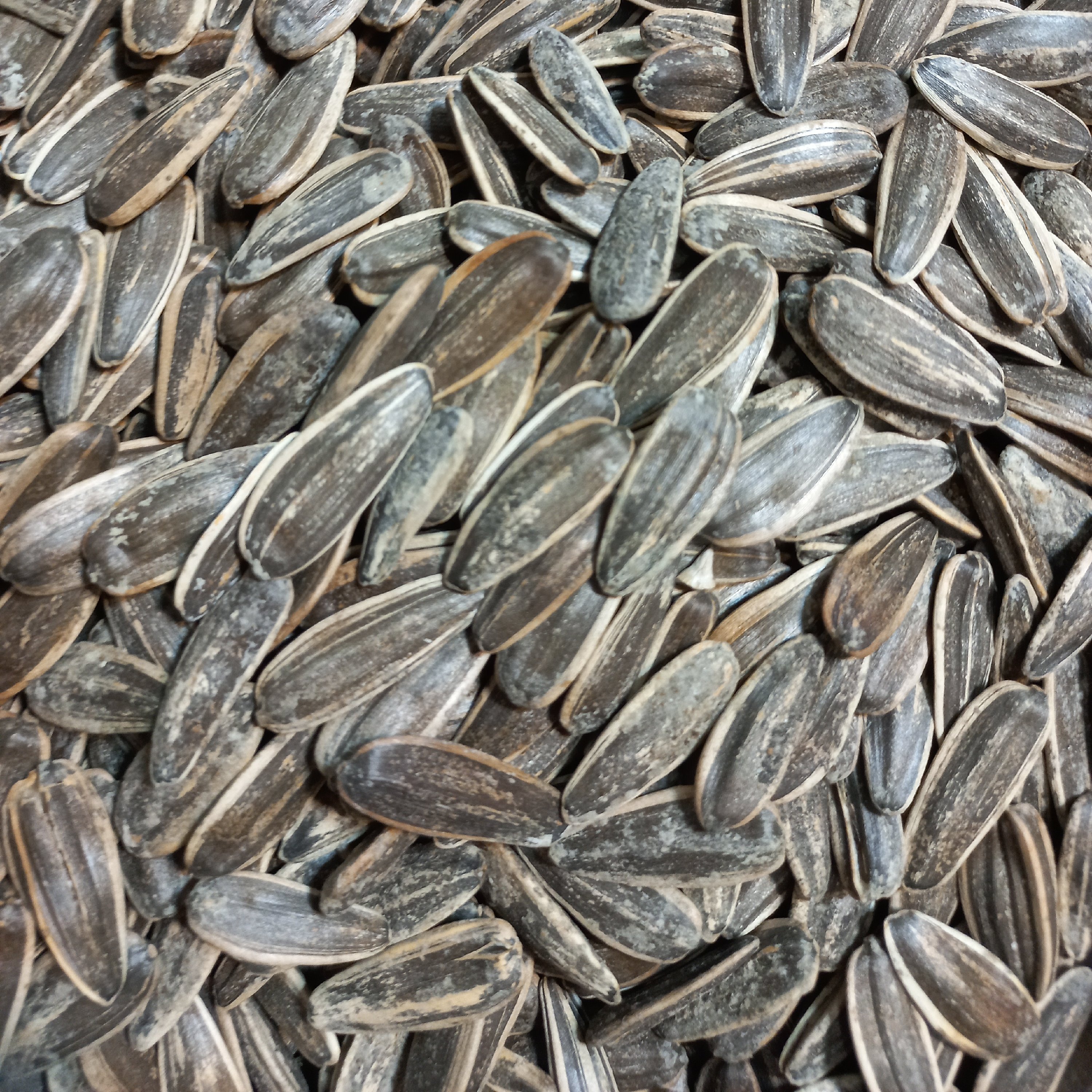 تخمه آفتابگردان رژیمی درشت(300گرمی)