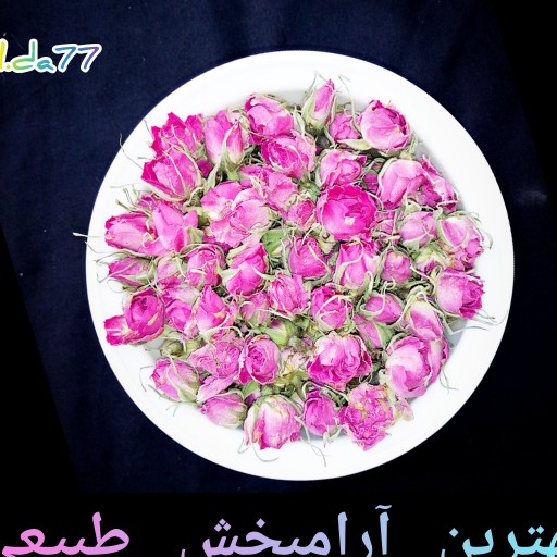 غنچه گل محمدی