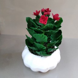 گلدان گل شمعدانی بسیار زیبا وشیک درانواع سایزها و رنگهای گل