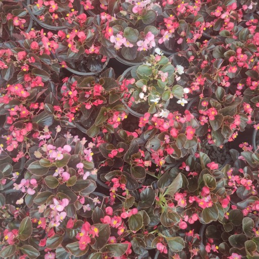 گل بگونیا (با گل های خیره کننده) پک 4عددی 