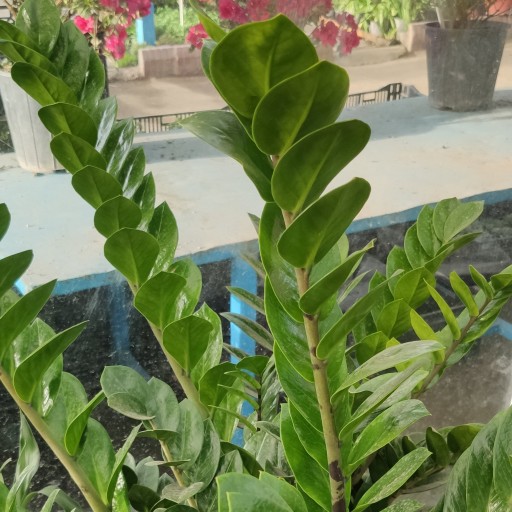 گیاه زاموفیلیا ( زامیفولیا ) سوپر، ارسال رایگان
بسیار مقاوم و خاص برای نگهداری در خانه