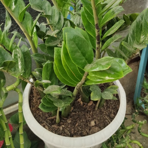 گیاه زاموفیلیا ( زامیفولیا ) سوپر، ارسال رایگان
بسیار مقاوم و خاص برای نگهداری در خانه