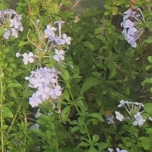 یاس آبی، گل هایی بسیار زیبا که می تواند به صورت ابشاری و بالا رونده زیبایی خاصی بدهد