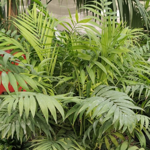 گیاه نخل شامادورا (سوپر) یا نخل پارلور  ارسال رایگان بهشت گرمسیری در خانه