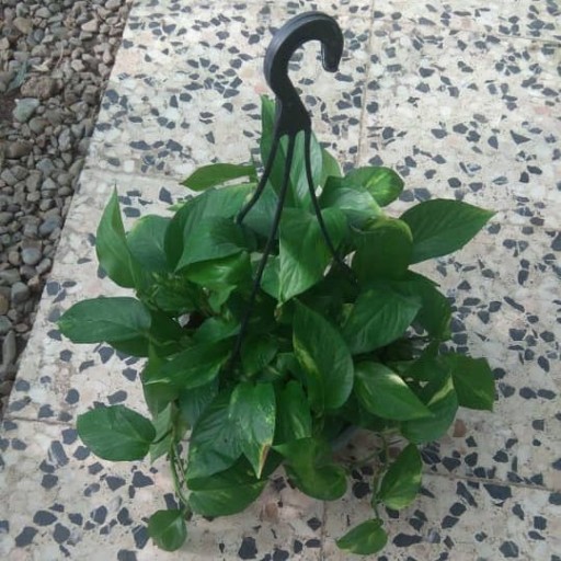 پتوس(پوتوس)گلدان کاسه ای  یک گیاه موثر در تصفیه هوای خانه  با نگهداری اسان