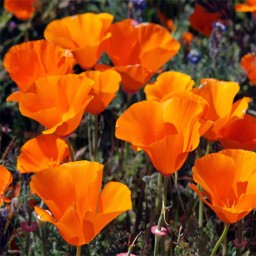 بذر گل خشخاش کالیفرنیایی 20 عددی