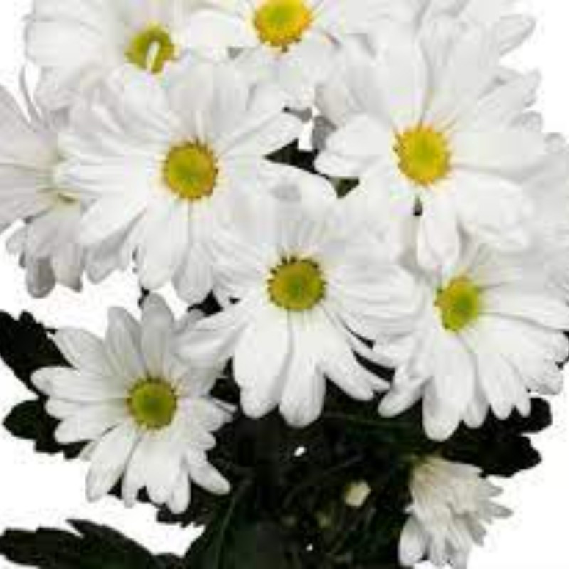 بذر گل داوودی سفید50عددی