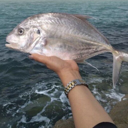 ماهی جَش سفید ( پک 10 کیلویی )