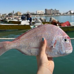 ماهی شانک صورتی ( پک 10 کیلویی )