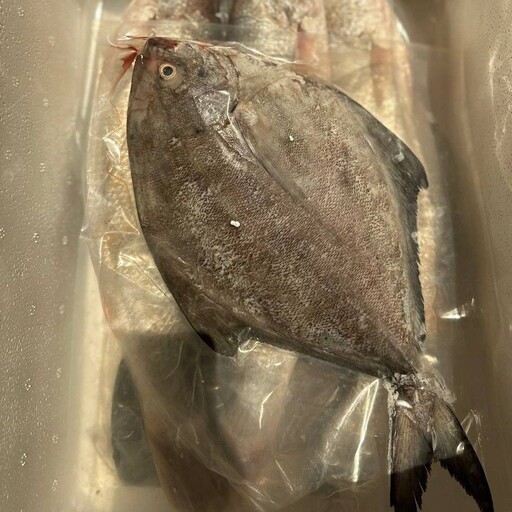 ماهی حلوا سیاه ( پک 10 کیلویی )