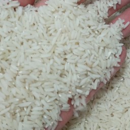برنج علی کاظمی طارم فوق العاده خوش پخت 5 کیلویی ،(ارسال رایگان) 