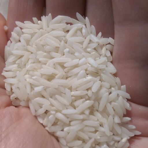 برنج طارم محلی ممتاز فریدونکنار