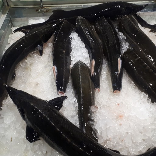 ماهی خاویاری استرلیاد، اوزون برون، با خدمات پخت رایگان
