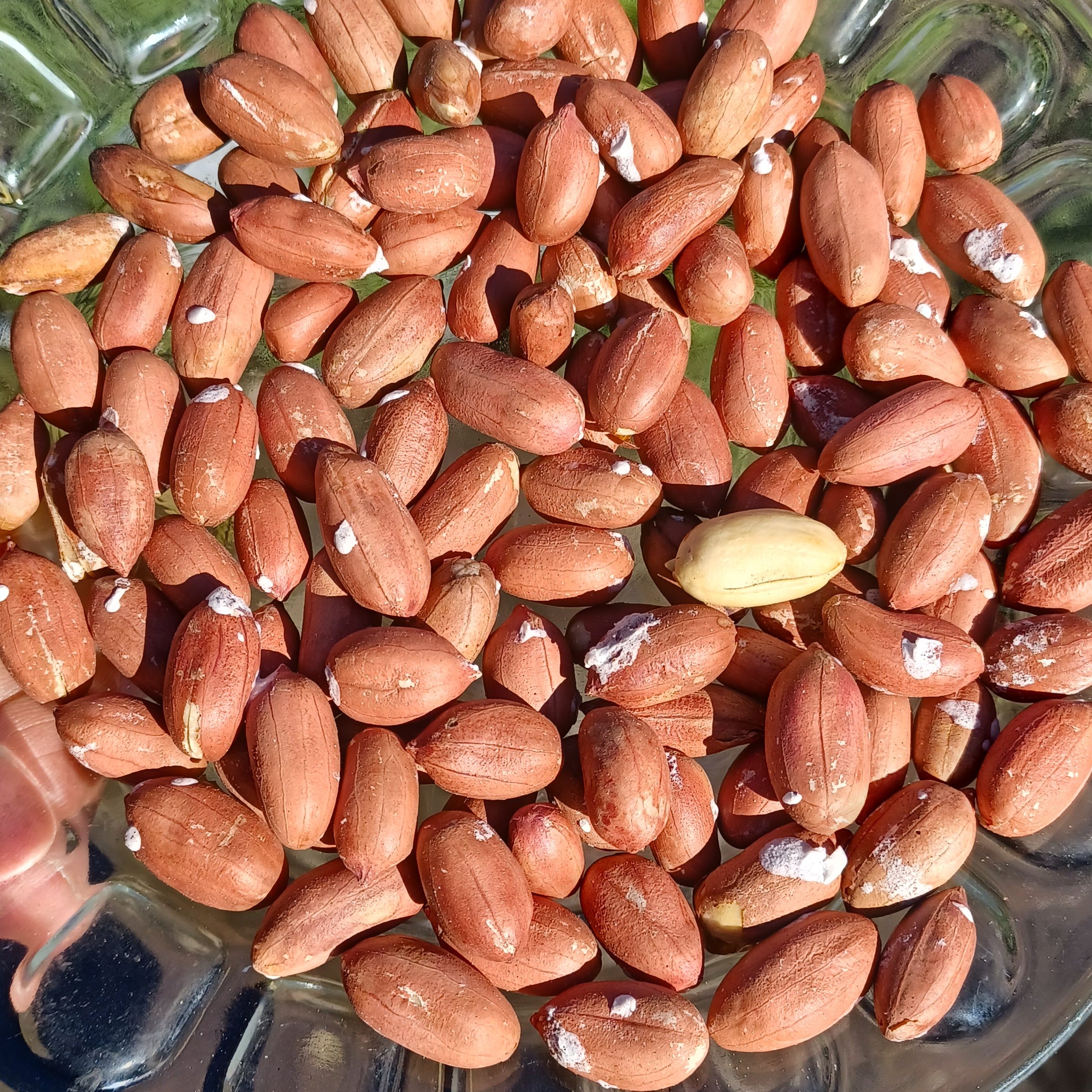 بادام زمینی برشته محصول 1404محلی آستانه اشرفیه درجه یک برداشت (2000گرمی )