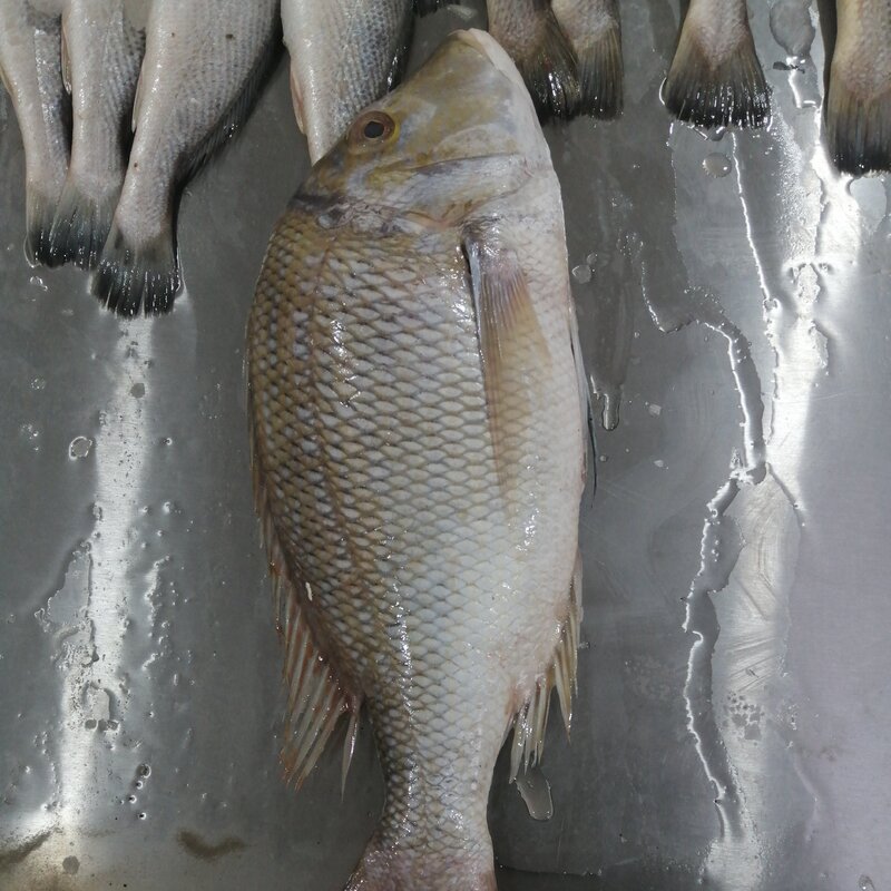 ماهی شعری درشت صید روز کیلویی 349 هزار تومان 