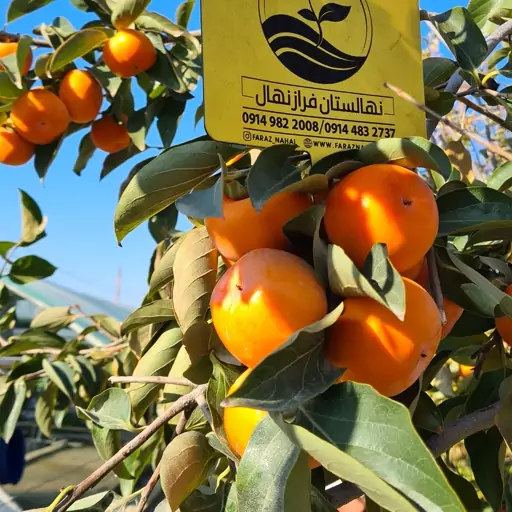 نهال خرمالو گوجه ای پیوندی(ارسال تعدادپنج عدد به بالا)