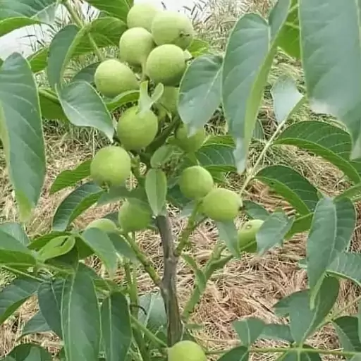 نهال گردو ژنوتیپ برتر نهالی اصلاح شده زودبارده  پوست کاغذی ودیرگل    ریشه دار پرریشه (ثبت سفارش 5عدد به بالا) 