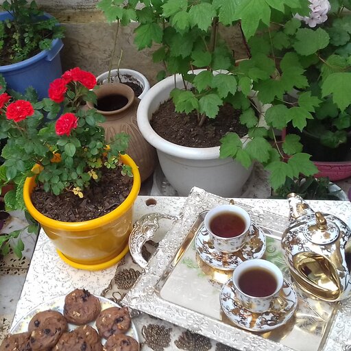 شیرینی کوکی آلبالویی خانگی لاهیجان باطعم ترش وشیرین