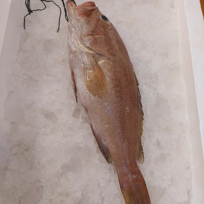 ماهی هاموربرتام 