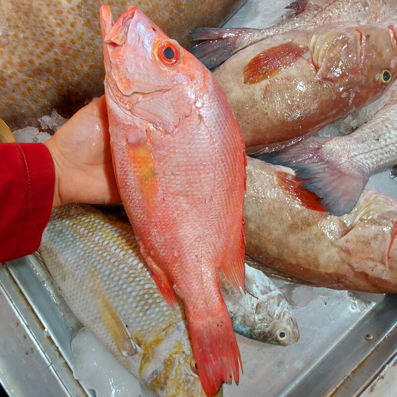 ماهی سرخو اصلی صادراتی بوشهر 