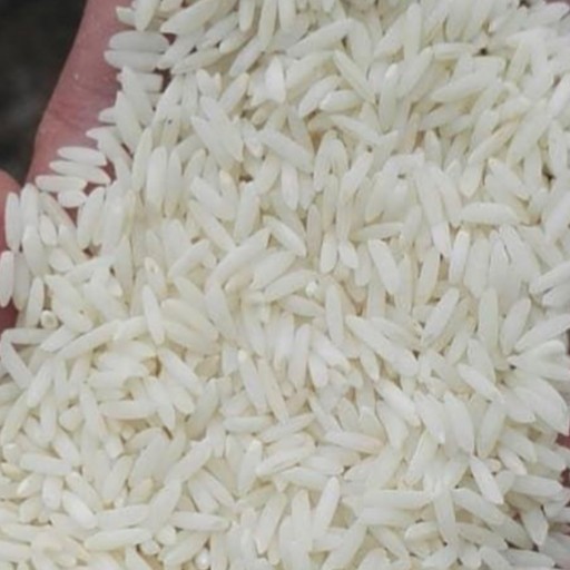 برنج تازه هاشمی درجه یک و یک دست محصول99