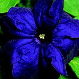 بذر گیاه گل اطلسی آبی