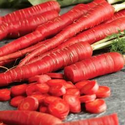 بذر هویج قرمز رنگ یا هویج قرمز سامورایی