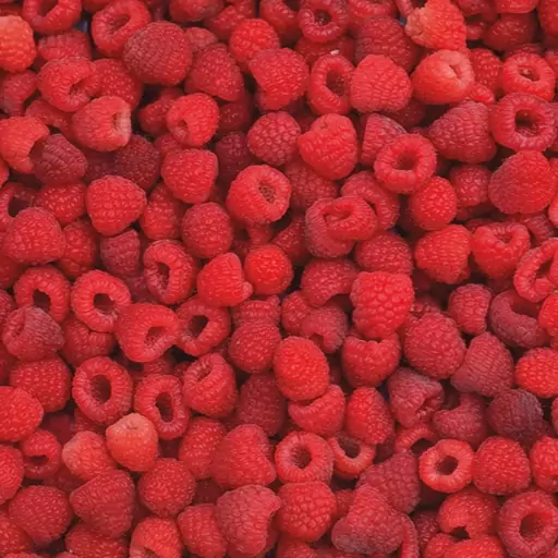 بذر گیاه میوهٔ رزبری قرمز درشت (Red Raspberry)