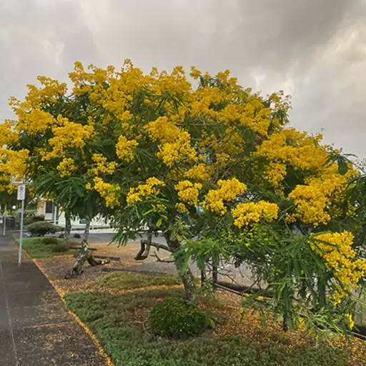 بذر درخت کاسیا یا سنا رقم (Cassia Spectabilis)