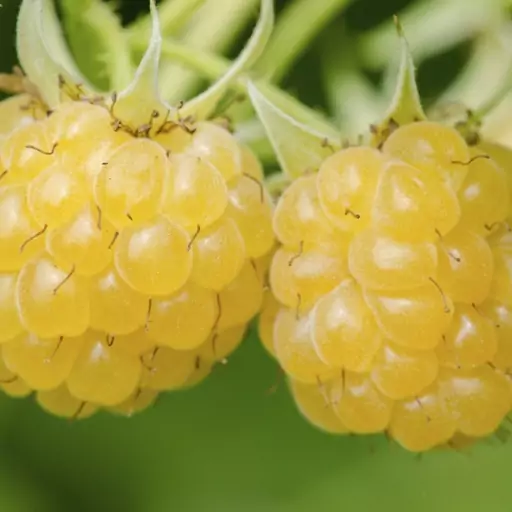 بذر گیاه رزبری زرد طلایی (Golden Yellow raspberry)