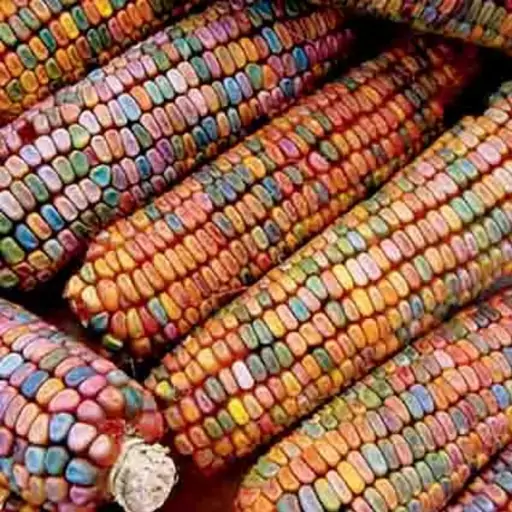 بذر ذرت رنگی دندان زمین (Earth Tones Dent Corn)