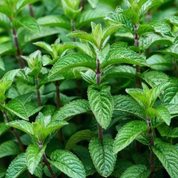 بذر گیاه نعنا موهیتو (Mojito Mint)