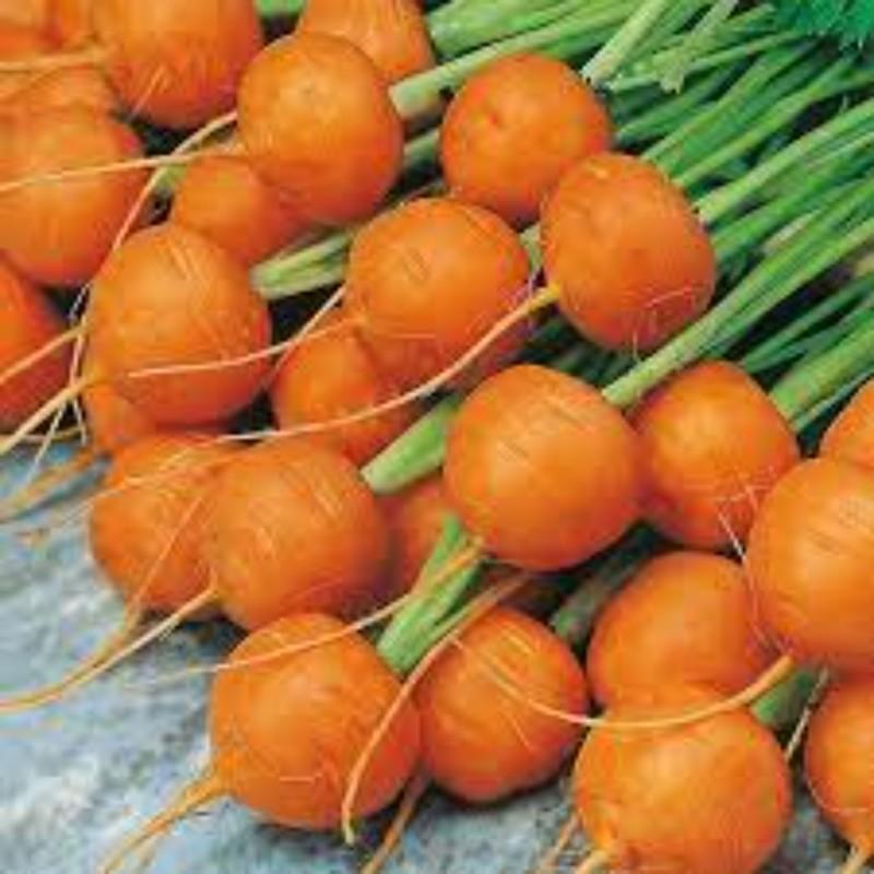 بذر هویج اطلس گرد یا بچه هویج یا بیبی کروت (Atlas Carrot)
