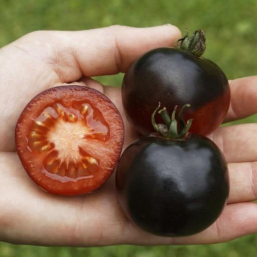 بذر گوجه فرنگی سیاه رقم ایندیگو رز (Indigo Rose Tomato)