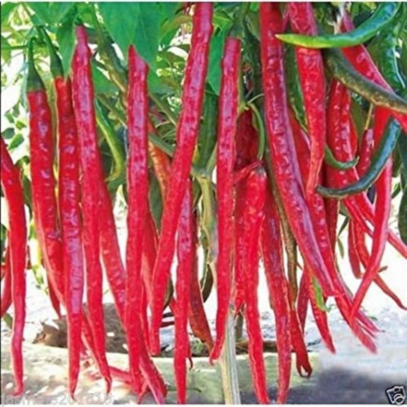 بذر فلفل بلند قرمز تند یا فلفل اسنیک قرمز (Red Long Pepper)