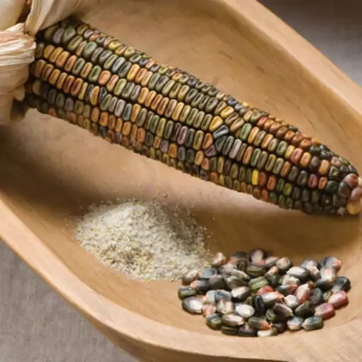 بذر ذرت رنگی دندان زمین (Earth Tones Dent Corn)