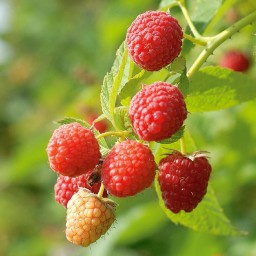 بذر گیاه میوهٔ رزبری قرمز درشت (Red Raspberry)