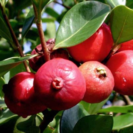 بذر درخت گوآوا قرمز ریز یا گیلاسی (ِRed Cherry Guava)